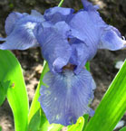 Iris - Vilkdalgis - Ornament
